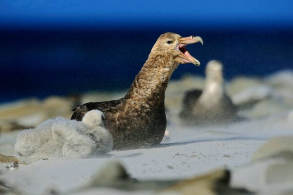 Petrel Características y Curiosidades