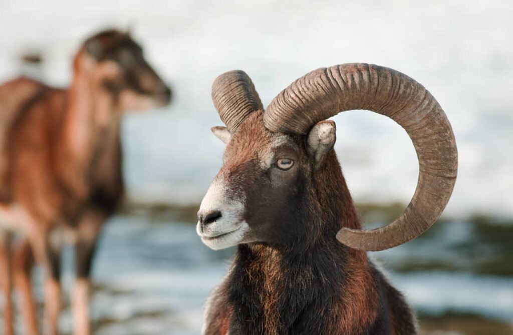 Animal salvaje Argalí en primer plano