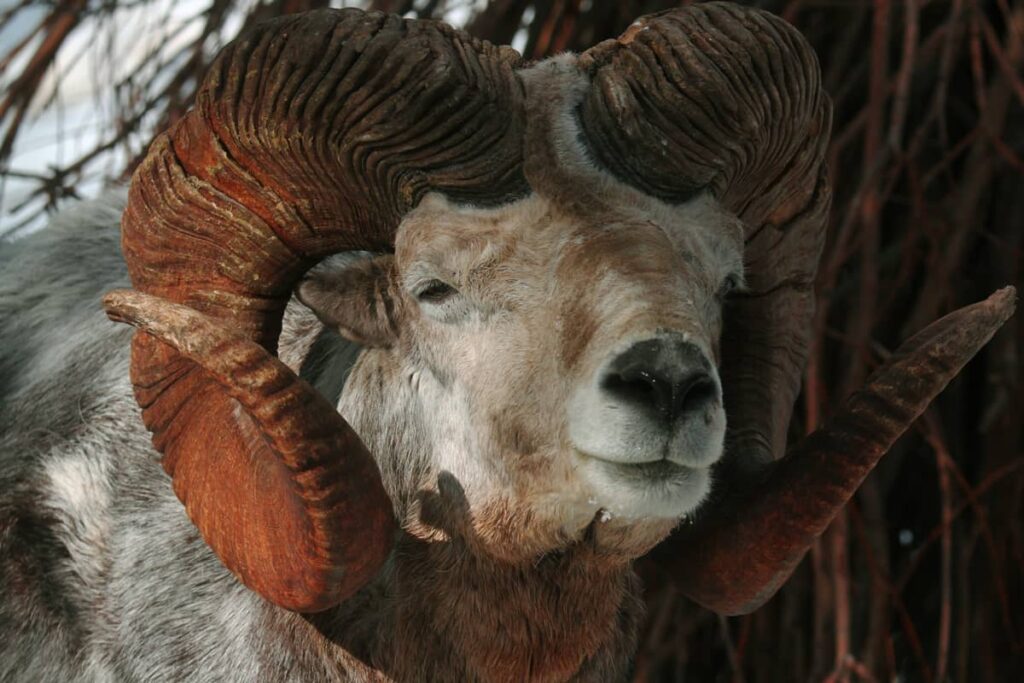 Retrato de cerca del Argalí