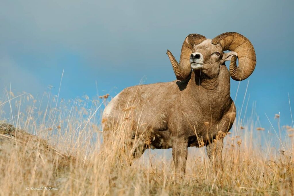 Los argalíes son animales herbívoros