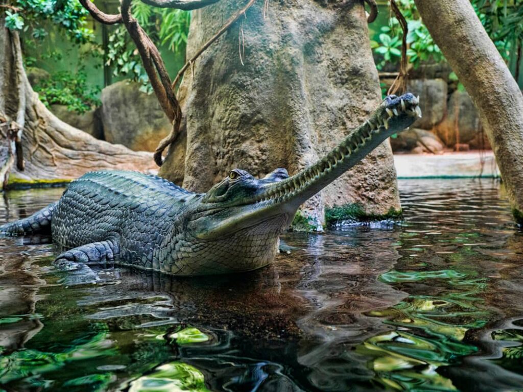 Apariencia completa de un gavial