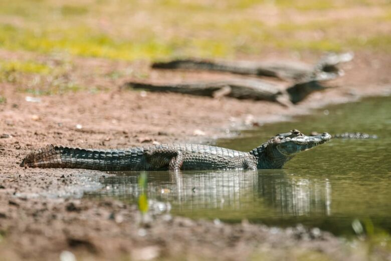 Caimanes En Rio 🐊 Caimán: Características y Curiosidades » Animales Salvajes