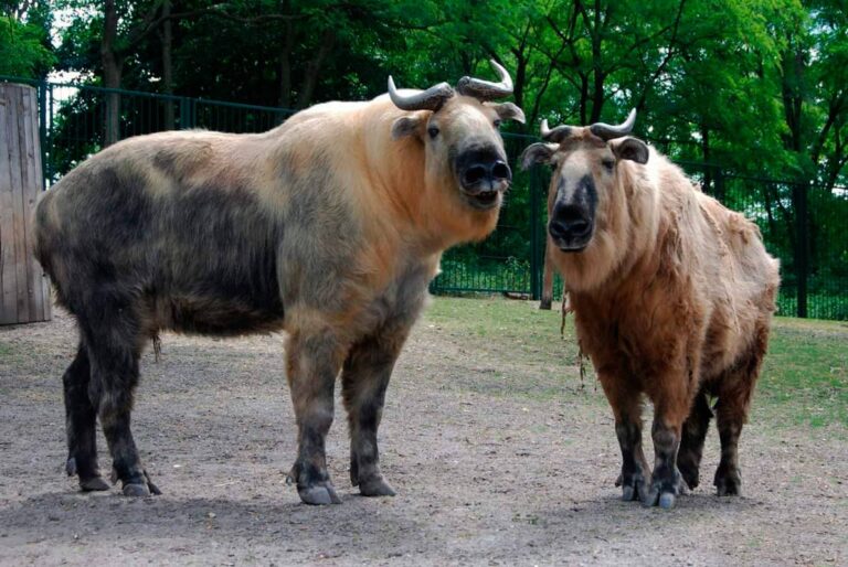 Takin Rearing 🐂 Takín: Características y Curiosidades » Animales Salvajes