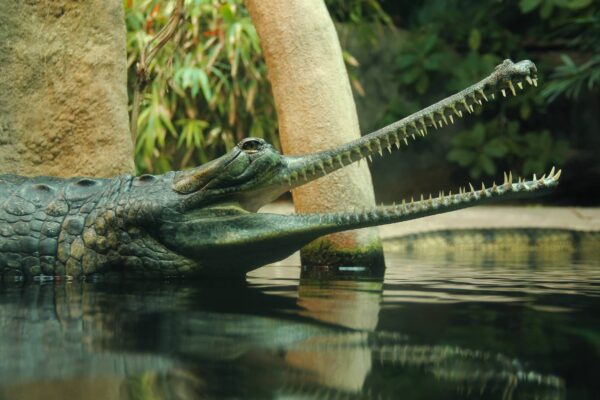 Gavial Características y Curiosidades