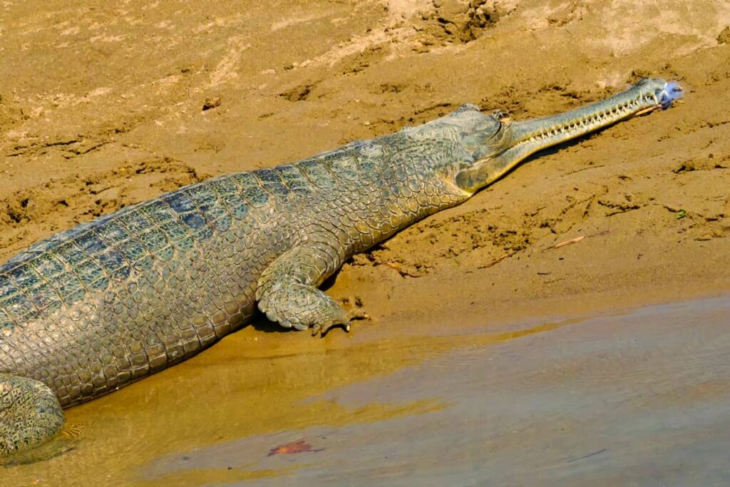 Gavial comedor de peces