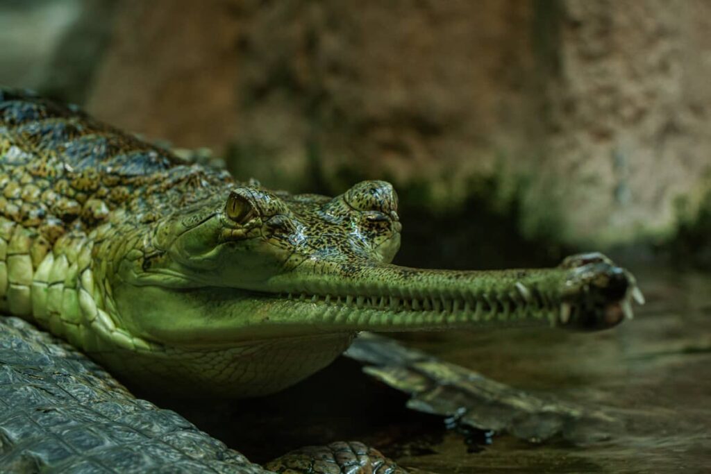 Gavial con una mirada fija