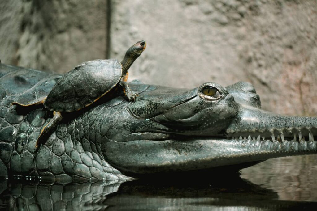 Gavial con una tortuga encima sobre él
