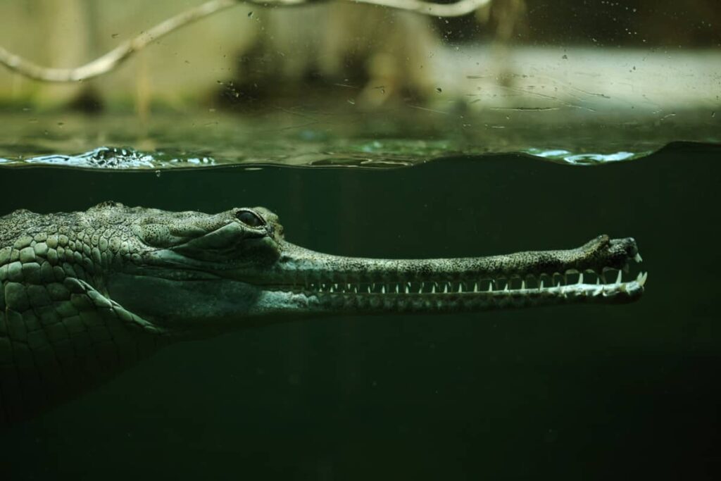 Hábitat natural del Gavial