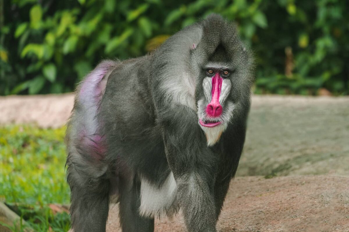 Mandril Características y Curiosidades