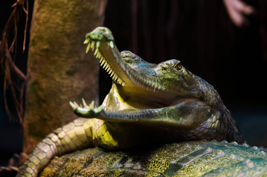 Primer plano del Gavial