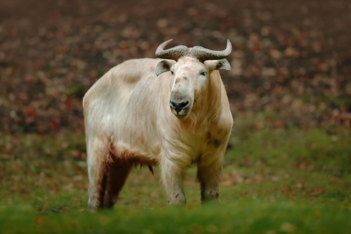 Takín Características y Curiosidades