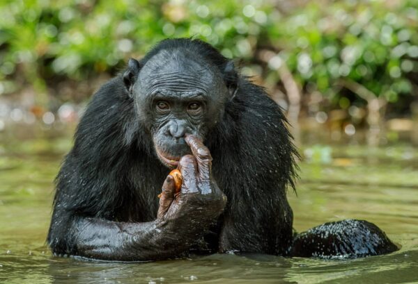 Bonobo Características y Curiosidades