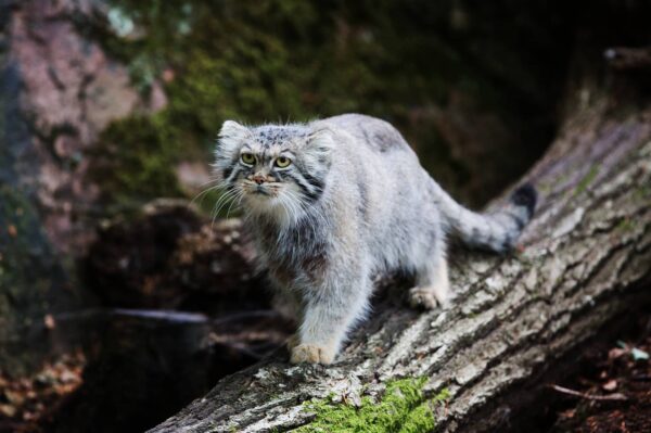 Manul Características y Curiosidades