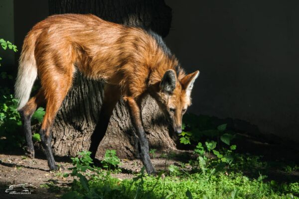 Aguará Guazú todos los datos y características