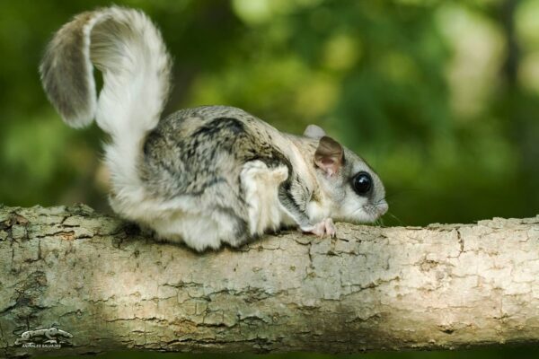 Ardilla Voladora de Japón Características y Curiosidades