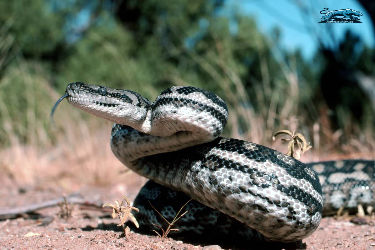 download wallpaper snake, morelia spilota variegata,... 🐍 Todo sobre la Morelia Spilota » Animales Salvajes