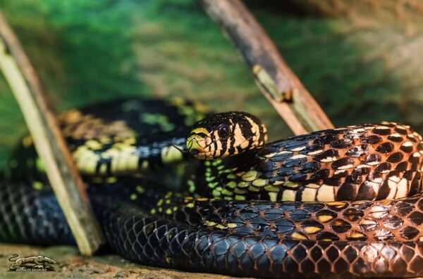 Morelia Spilota Características y Curiosidades
