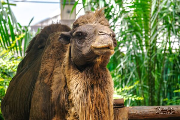 Todo sobre el Camello Bactriano