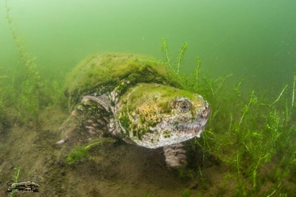 Todo Sobre la Tortuga Mordedora o Tortuga Serpentina