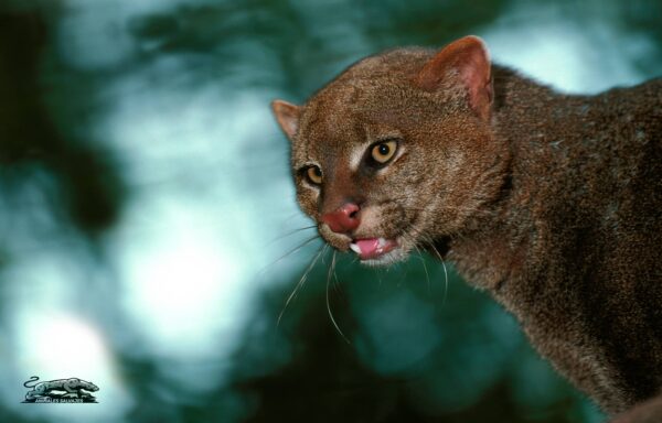 Yaguarundí Todo Sobre Este Animal Salvaje