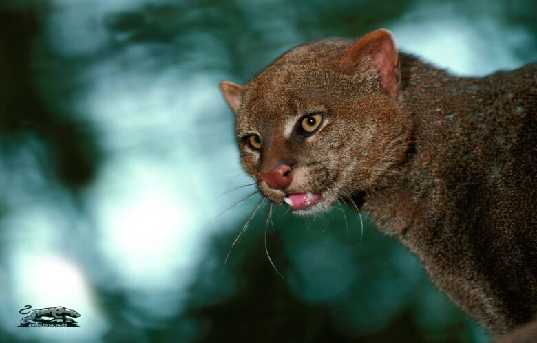 Yaguarundí Todo Sobre Este Animal Salvaje