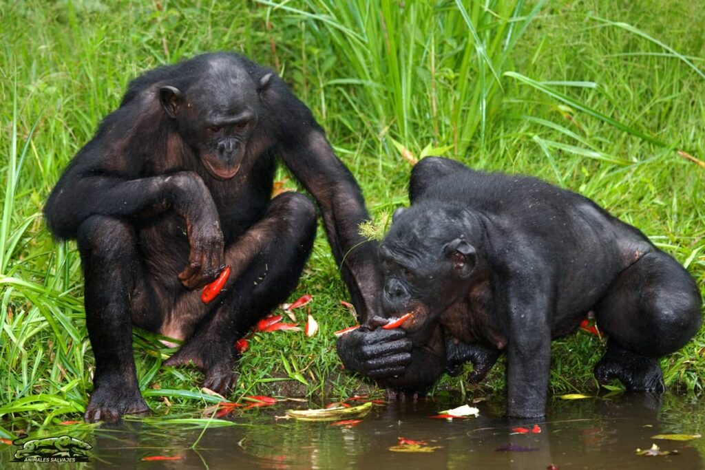 🦍 🐒 Simios vs. Monos: ¿Iguales o Diferentes? » Animales Salvajes