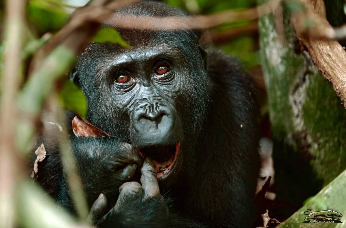 Simios versus Monos Iguales o Diferentes
