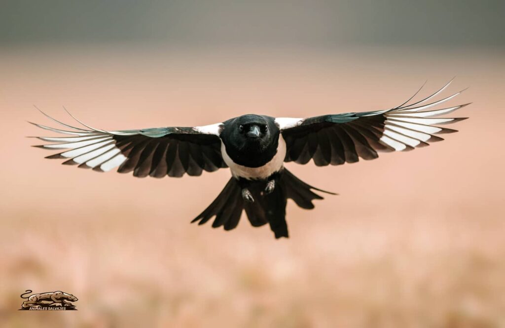 🐦‍⬛ Urracas: Todo lo que Necesitas Saber » Animales Salvajes