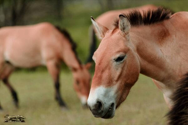 Caballos de Przewalski Todo lo que Necesitas Saber
