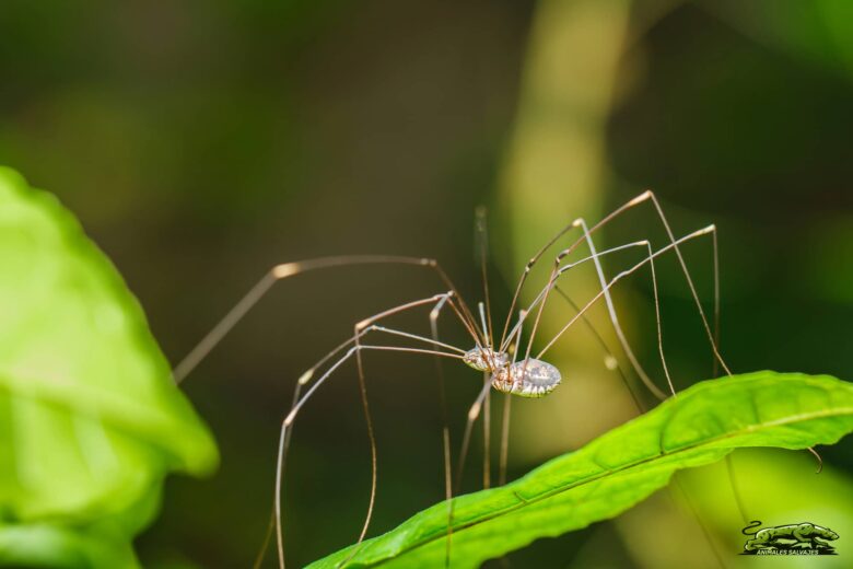 ​Opiliones o segadores Características y Curiosidades