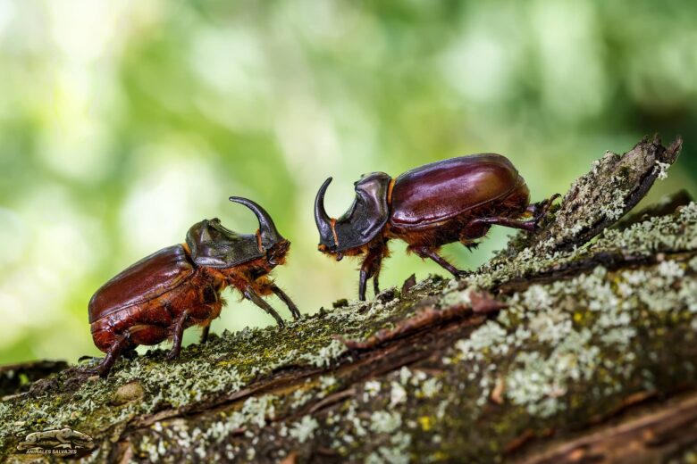 Escarabajo Rinoceronte Características y Curiosidades