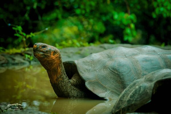 Todo sobre la Tortuga Gigante de las Islas Galápagos
