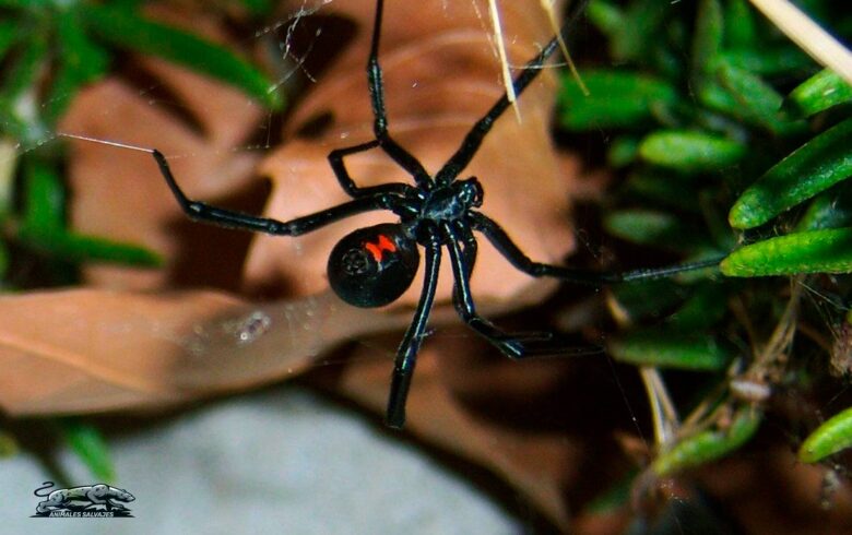 Viuda Negra Europea Características y Curiosidades