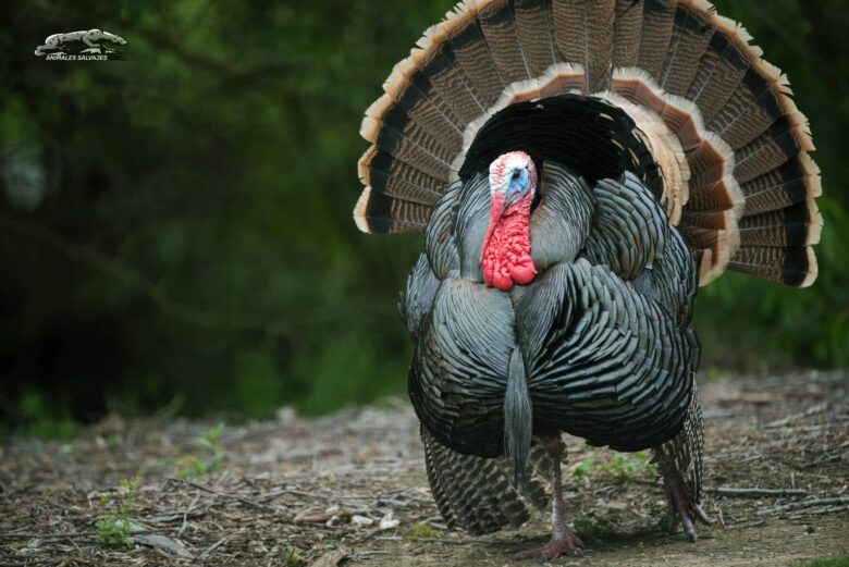 Pavo Salvaje Características y Curiosidades