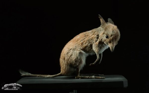 Imagen de un bandicut pigmeo, mostrando sus características físicas.