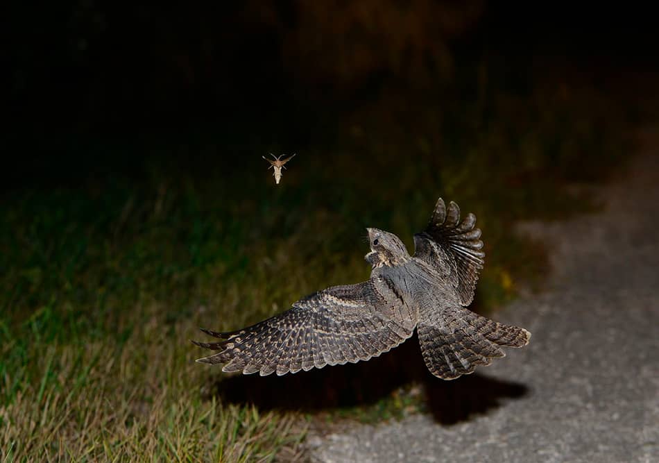 Fotografía de un chotacabras europeo en vuelo nocturno, capturando un insecto.