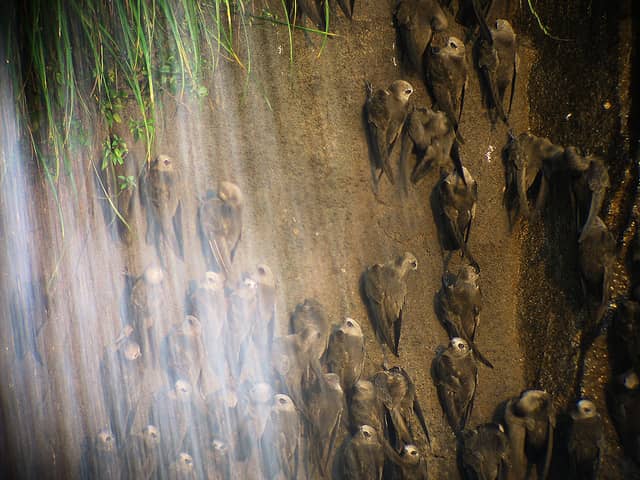 Fotografía de un gran grupo de vencejos Cypseloides posados juntos en una pared vertical.