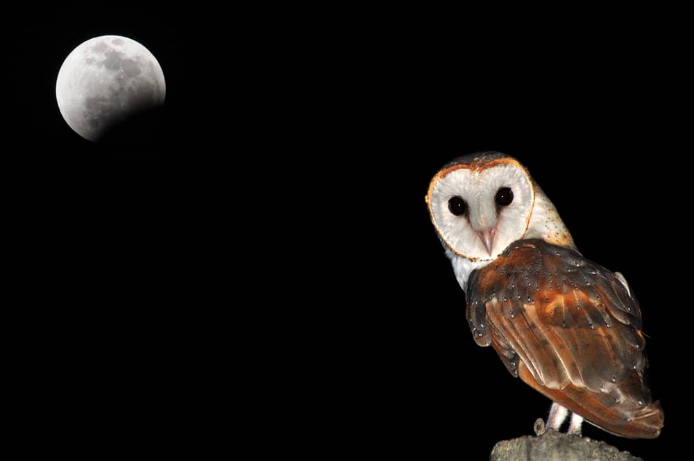 Fotografía de una lechuza común posada con una luna llena de fondo.