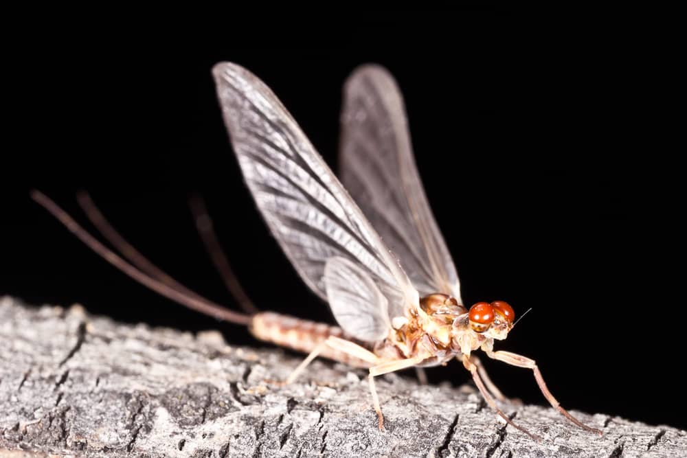 Fotografía macro de un macho de mosca de mayo posado en una ramita, con fondo negro.