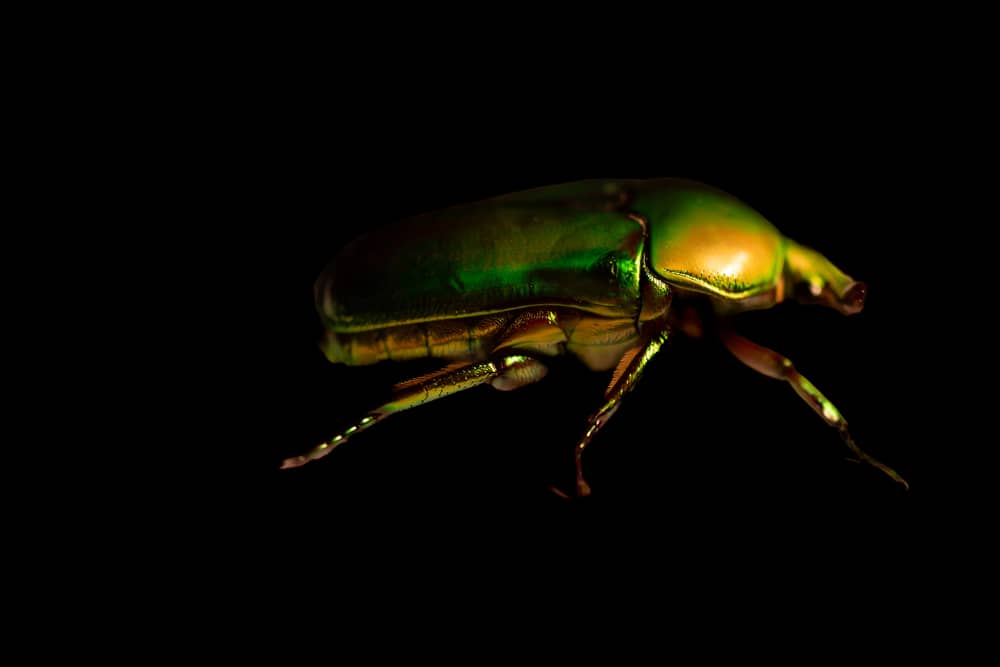 Macrofotografía de un escarabajo pelotero con colores verde y dorado iridiscentes, sobre fondo negro.